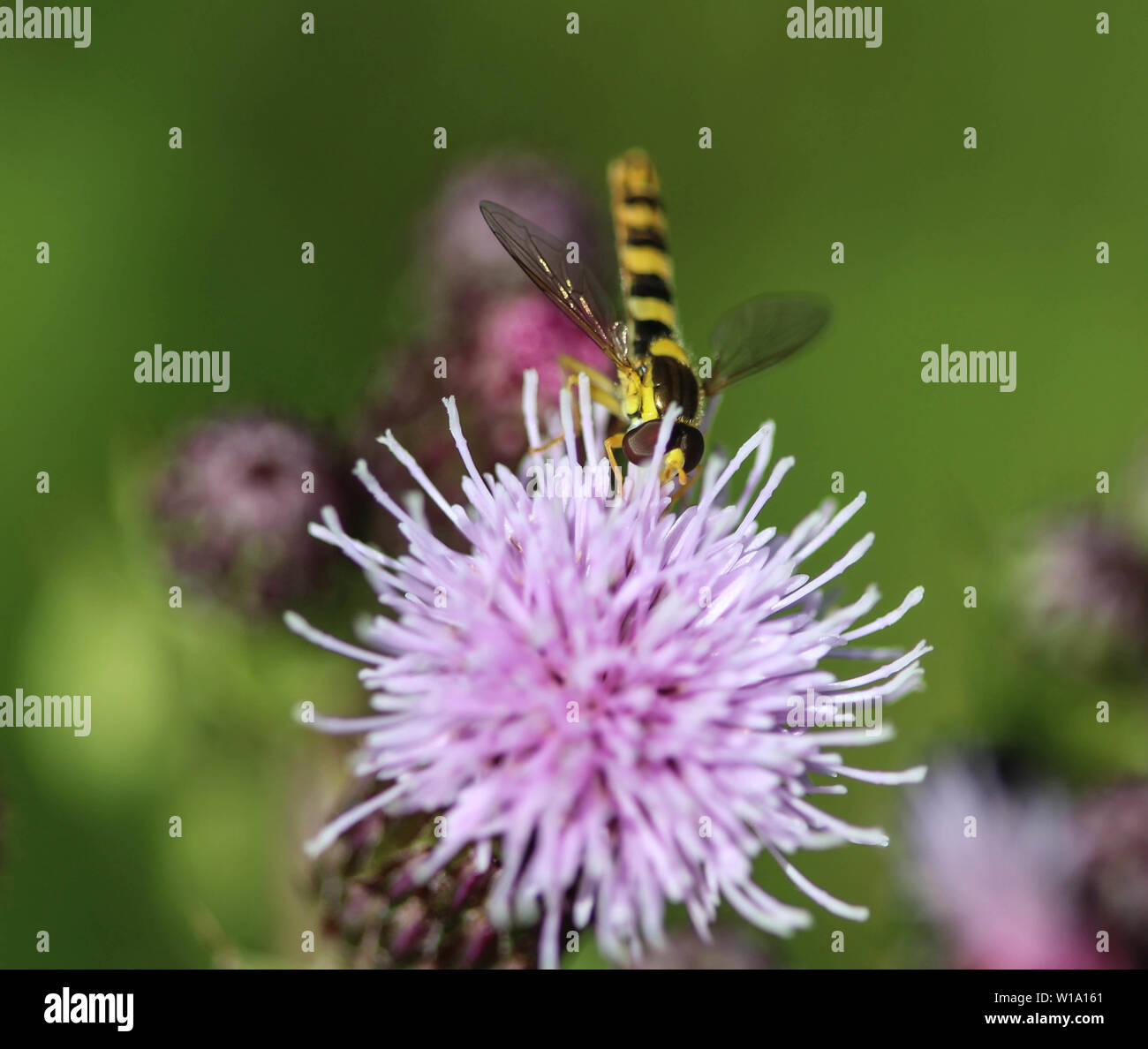 close up of Sphaerophoria scripta flower Stock Photo