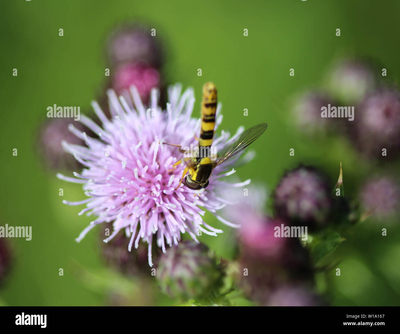 close up of Sphaerophoria scripta flower Stock Photo