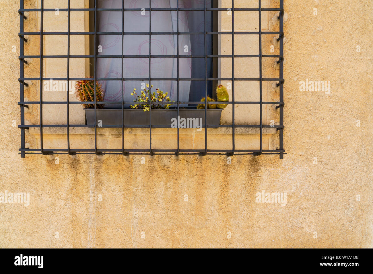 Two cacti and small yellow flowers planted in a row in a gray plant pot behind a metal window