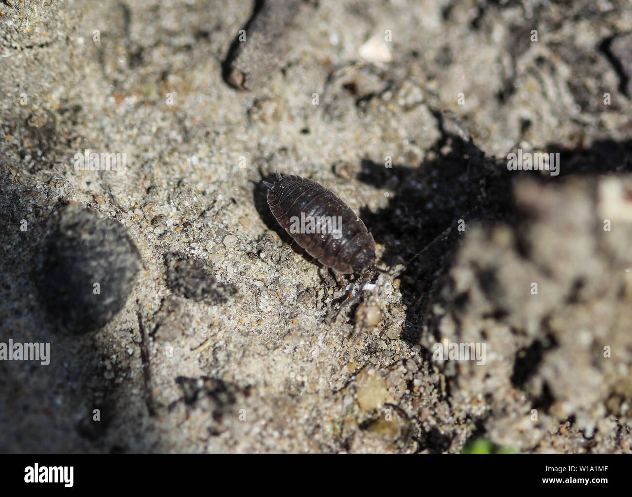 close up of simply rough woodlouse Stock Photo