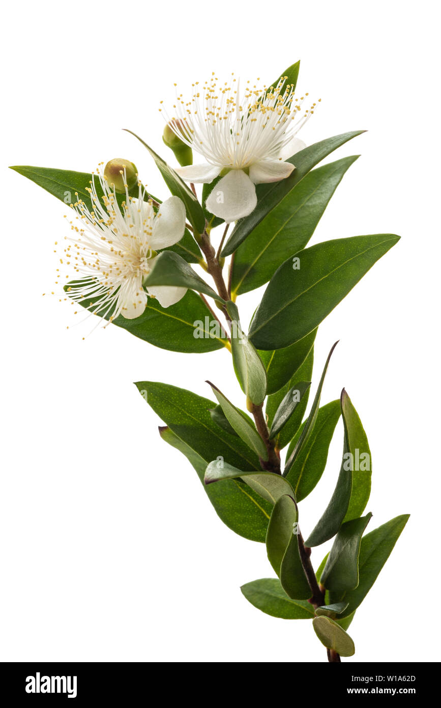 Myrtle branch with flowers isolated on white Stock Photo