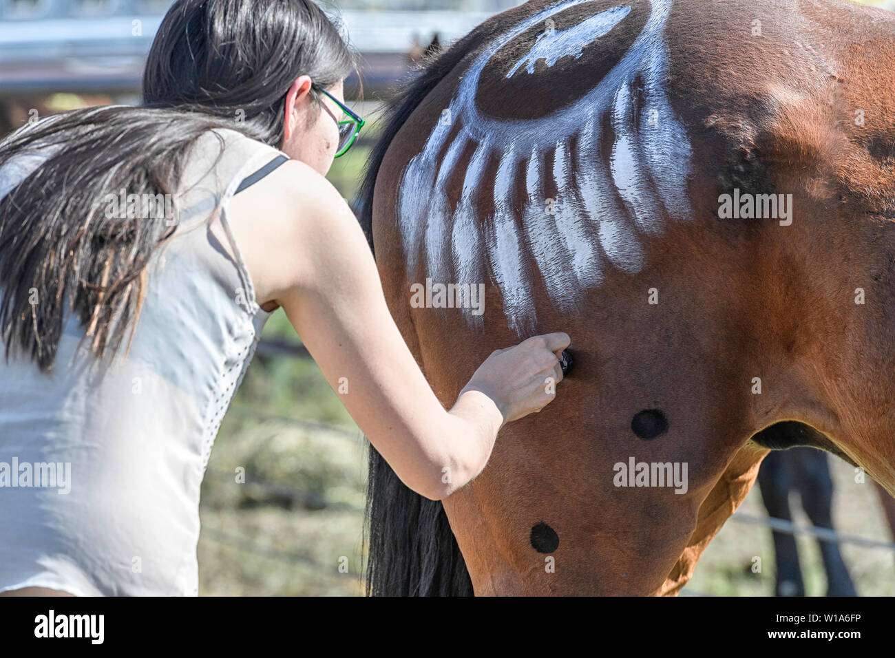 Painting horses in preparation for the Blackfoot  First Nations Indian Relay (horse) race, held in Strathmore Alberta Canada Stock Photo
