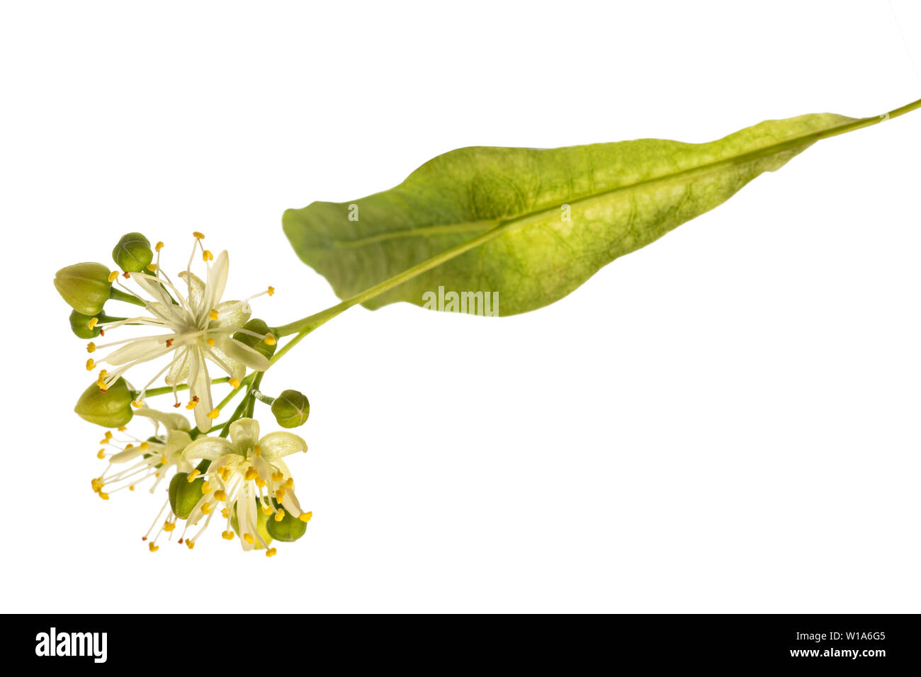 linden  bract and flowers isolated on white background Stock Photo