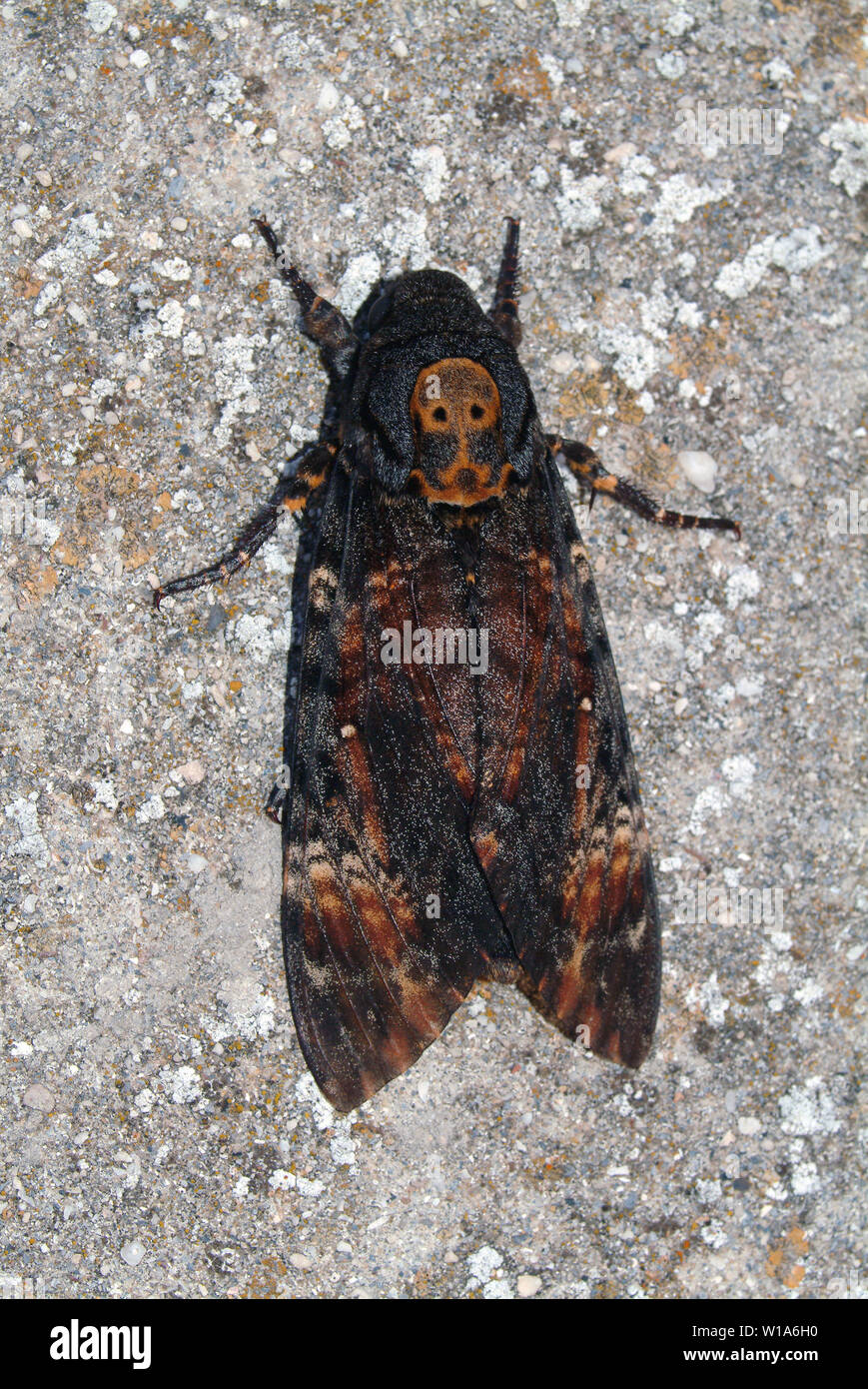 Death's Head Hawkmoth, Insects, Invertebrates, Animals