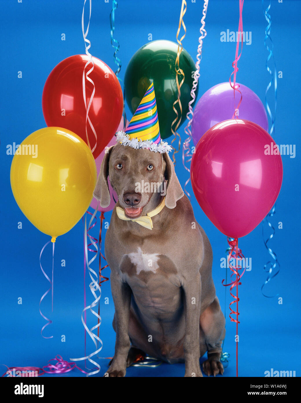 Labrador retriever surrounded by balloons wearing a birthday cap hat Stock Photo