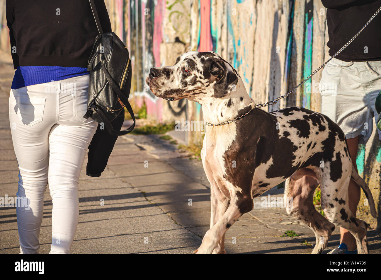 Women Great Dane High Resolution Stock Photography And Images Alamy