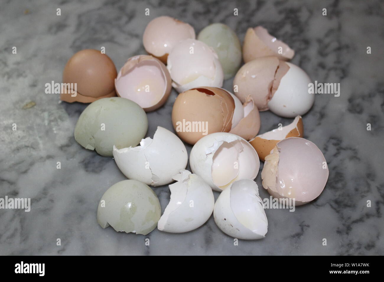 Tinted eggshells from several different chicken breeds like Araucana,  Black Australorp, Polish, Speckled Sussex, Barred Rock and other breeds. Stock Photo