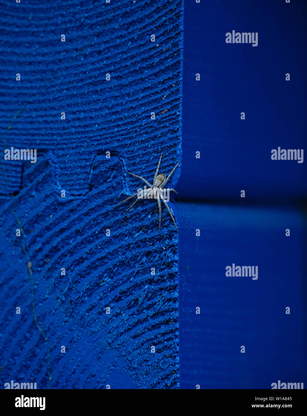 Grey Spider on blue wood Stock Photo