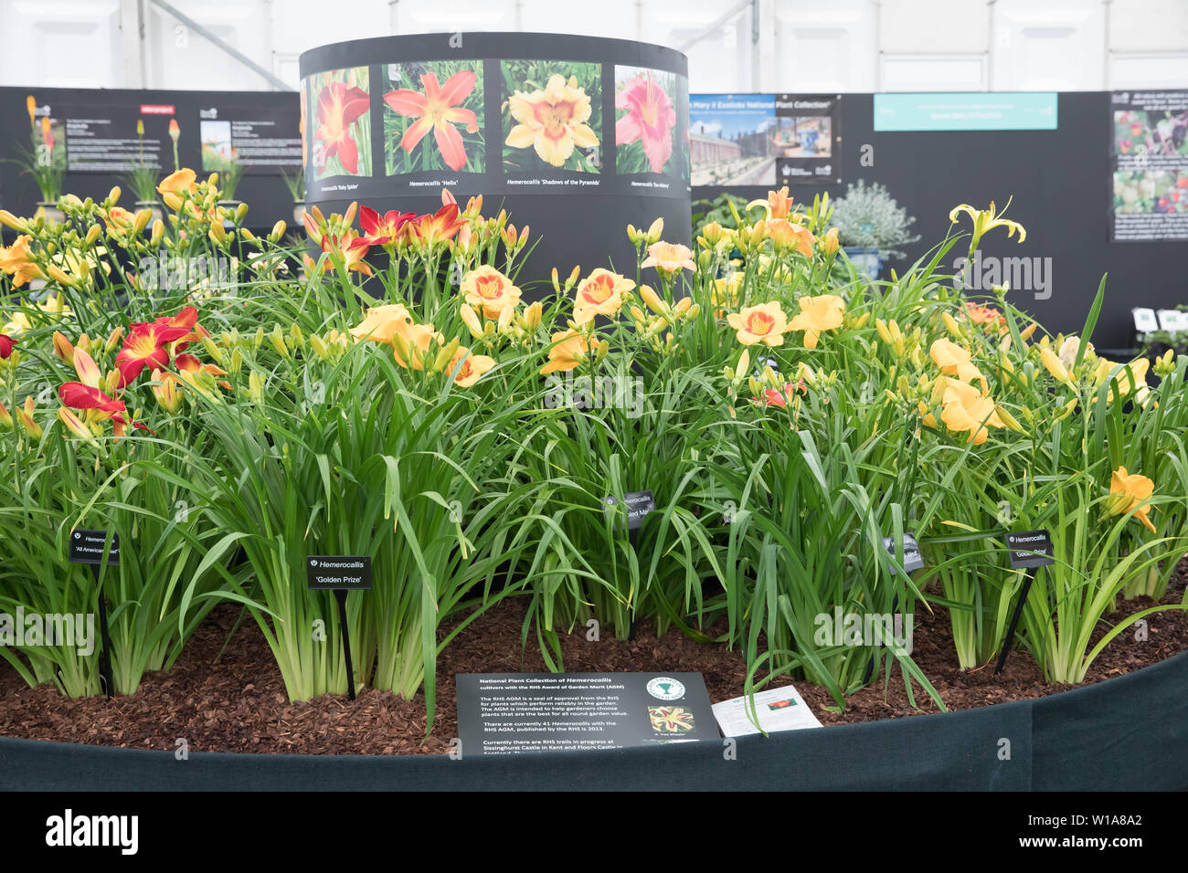 East Molesey, UK. 01st July, 2019.Lilies on display at RHS Hampton