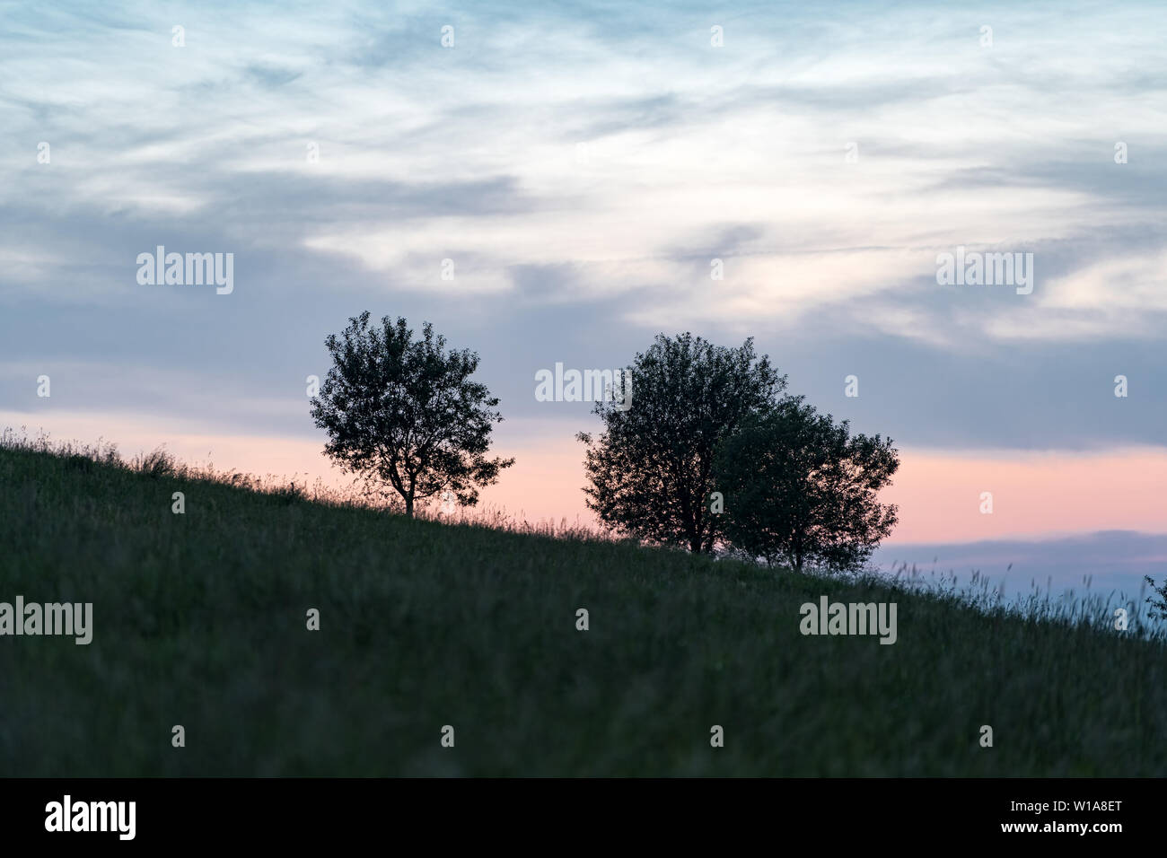 Silhouette of two trees on a hill slope during sunset with colorful sky ...