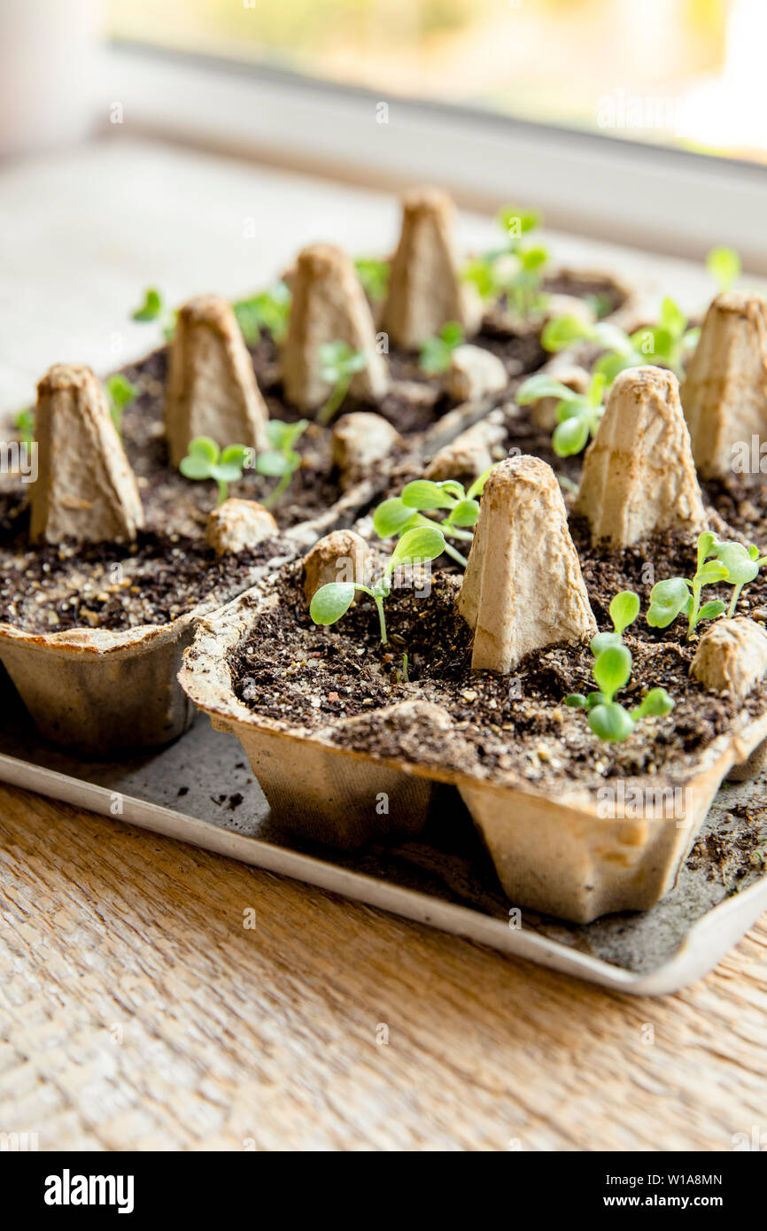 Small plats growing in carton chicken egg box in black soil. Break off the biodegradable paper cup and plant in soil outdoors. Reuse concept. Stock Photo
