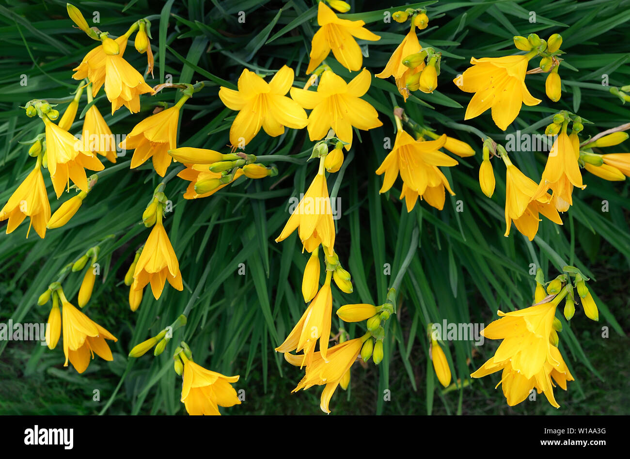 Beautiful Yellow Lily Hemerocallis Blossoms In Warm Evening Sunset Light Of Summer Garden Floral Wallpaper Stock Photo Alamy