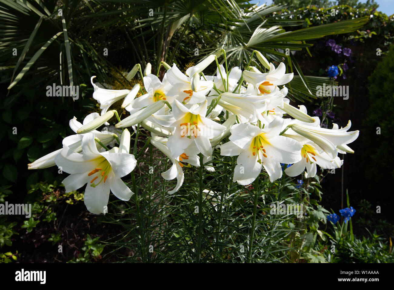 Heavily scented white lily, Lilium Regale Album Stock Photo - Alamy