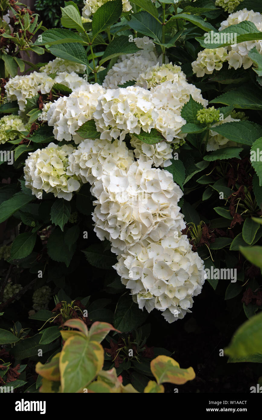 White Hydrangea macrophylla Stock Photo Alamy