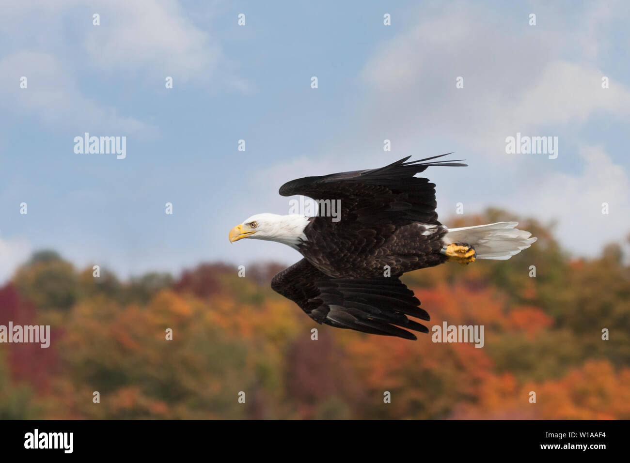In maximum aerodynamic form, a bald eagle darts across an colorful autumn skyline. Stock Photo