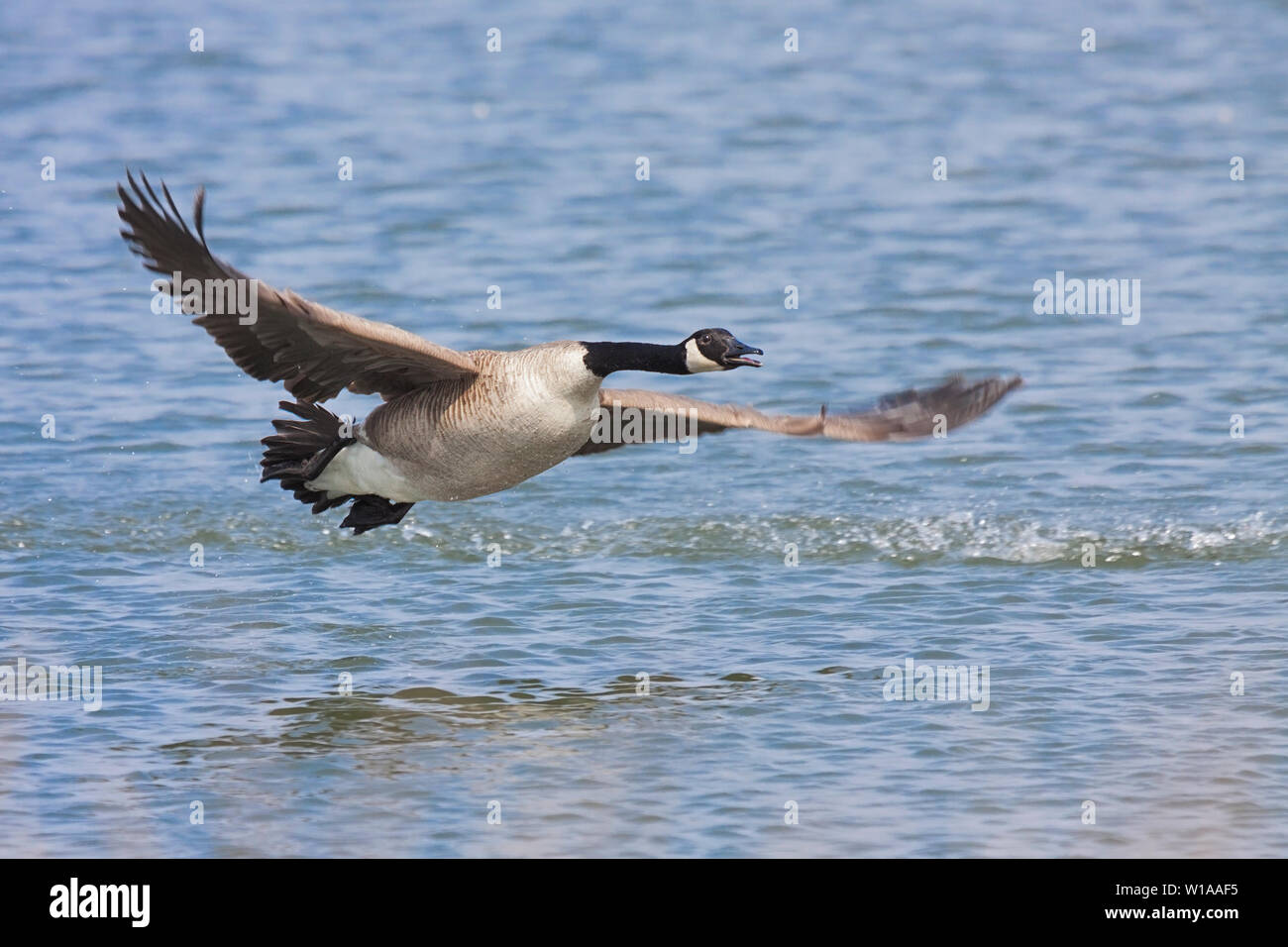 A canada goose lifts off from a lake. Wings flapping, feet up, neck stretched the goose is barely off the rippling water. Stock Photo