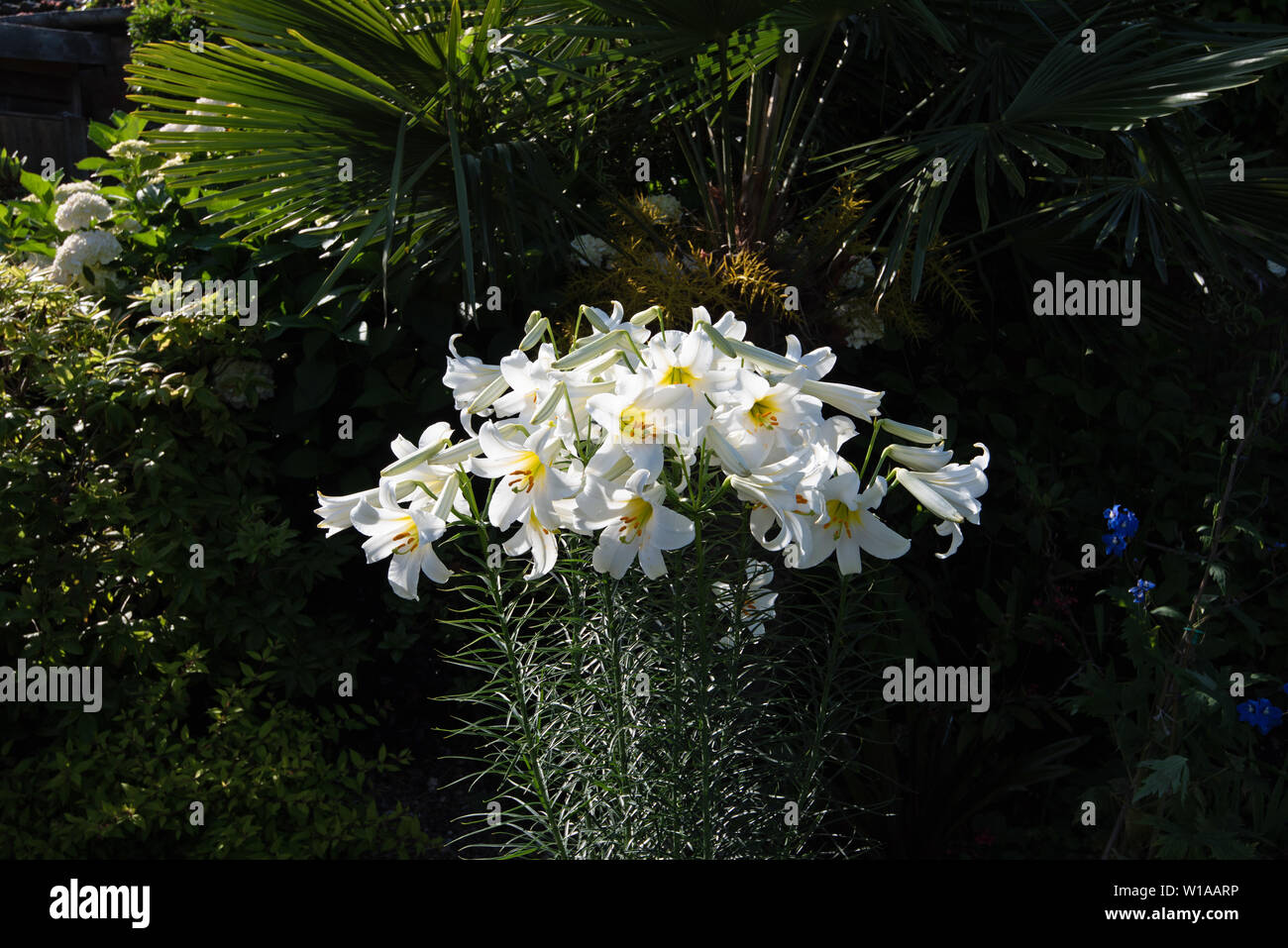 Heavily scented white lily, Lilium Regale Album Stock Photo