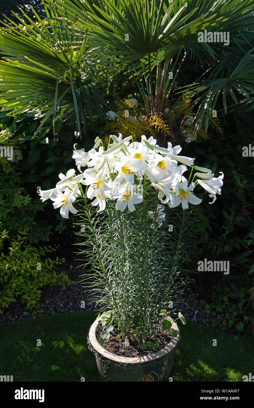Heavily scented white lily, Lilium Regale Album Stock Photo