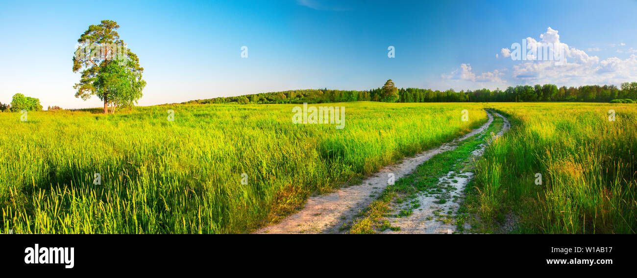 Summer landscape with green grass and road Stock Photo - Alamy