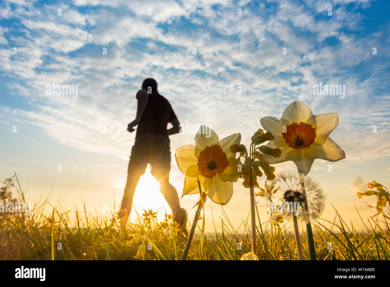 Low angle view of 62 year old jogger at sunrise on trail through wildflower meadow with Daffodils and primroses in foreground. UK Stock Photo