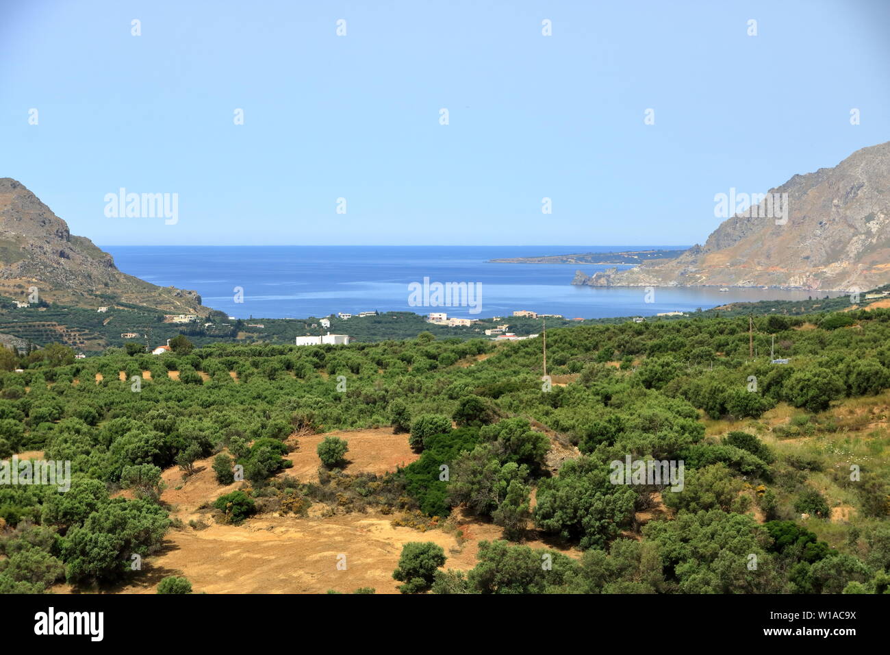Olive plantations in Crete ,Greece, Europe Stock Photo Alamy