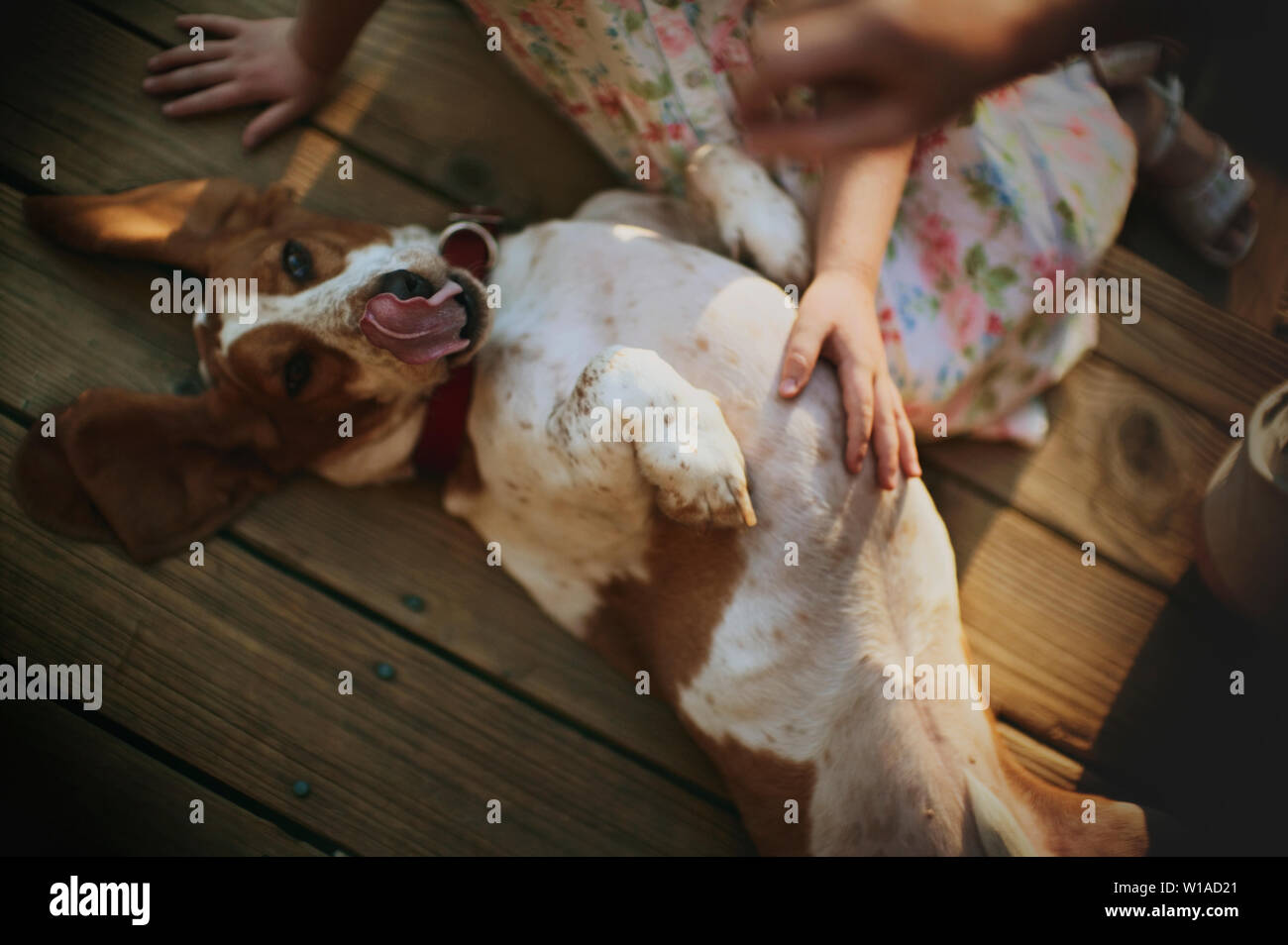 High angle view of a pet dog playing with kids. Stock Photo
