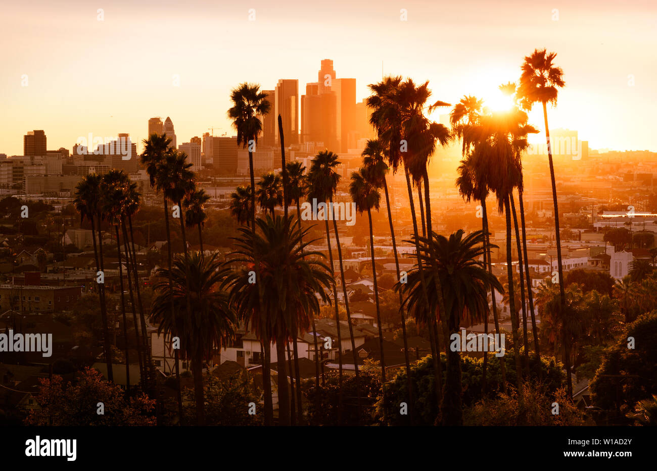 Beautiful sunset through the palm trees, Los Angeles, California Stock ...