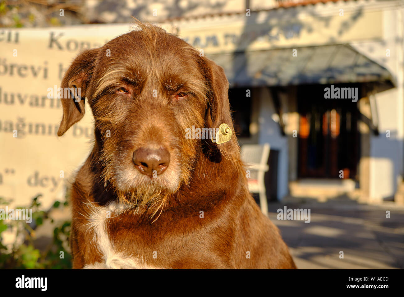 stray mutt