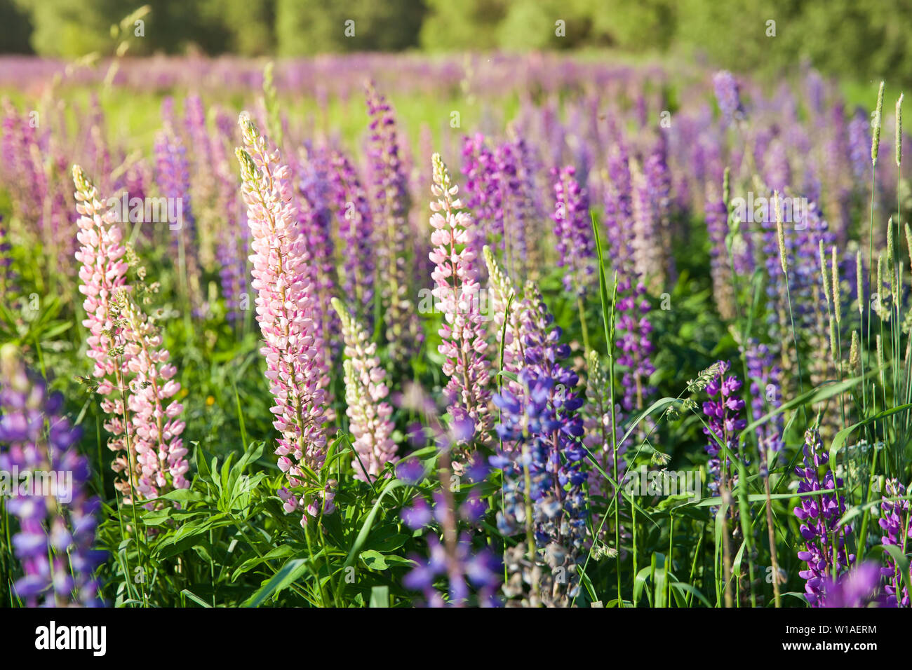 Blooming lupine flowers. A field of lupines. Violet and pink lupin in
