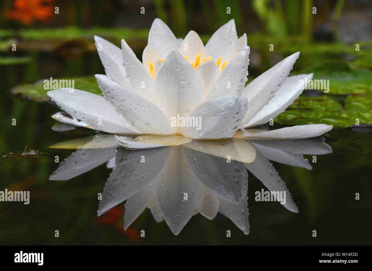 Waterlily with fresh raindrops on its leaves, reflecting in water Stock Photo