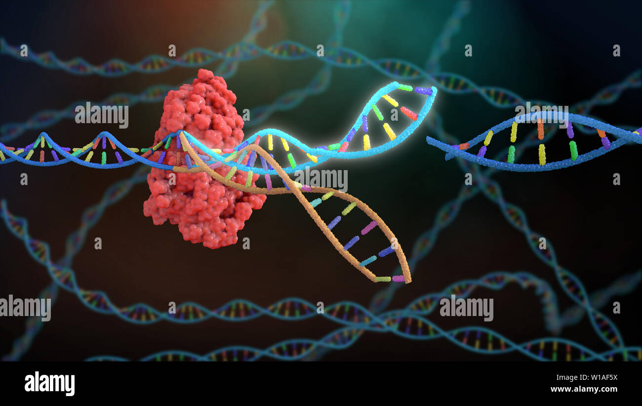 DNA Editing with Crispr Stock Photo