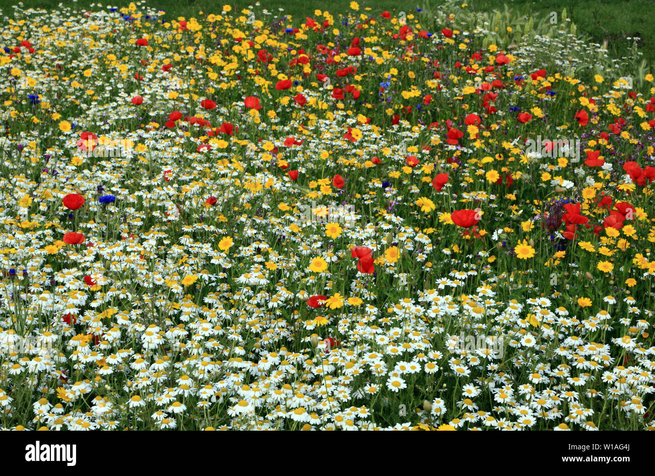 Wild Flower Garden, wildflowers, poppy, daisy, cornflower Stock Photo