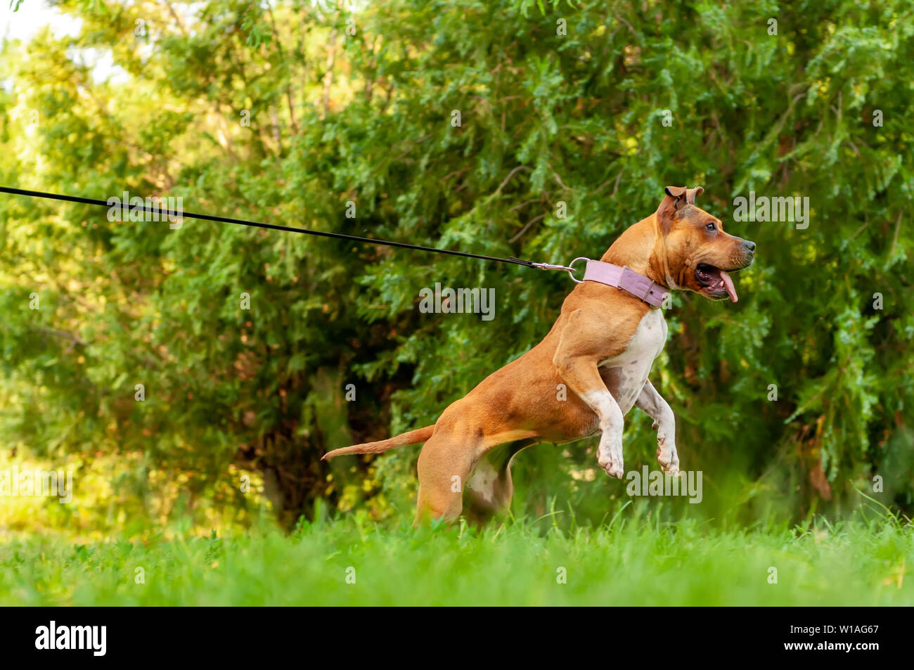 Training A Staffordshire Bull Terrier Hi res Stock Photography And Training A Staffordshire Bull Terrier Hi res Stock Photography And