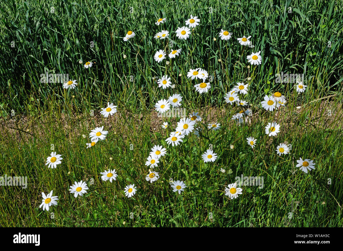 A clump of OxEye Daisies (Leucanthemum vulgare) growing by the side of
