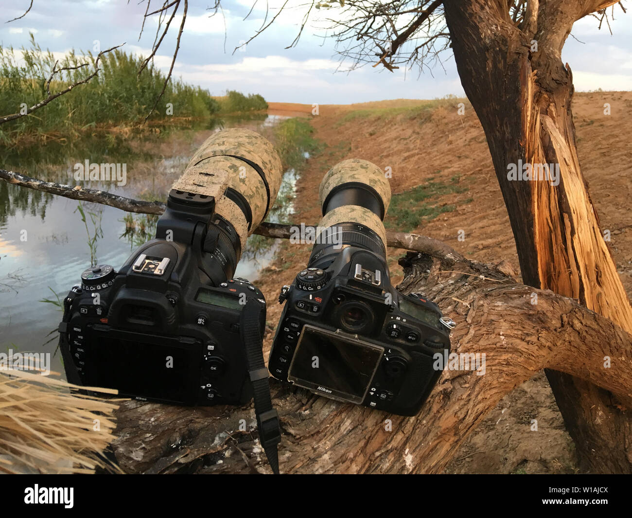 Camera Nikon D800 and Nikon D750, lens Tamron 150-600 g1 and g2 in Kalmykia Камера Никон Д750 и Д800 и объектив Тамрон 150-600 на съёмке дикой природы Stock Photo