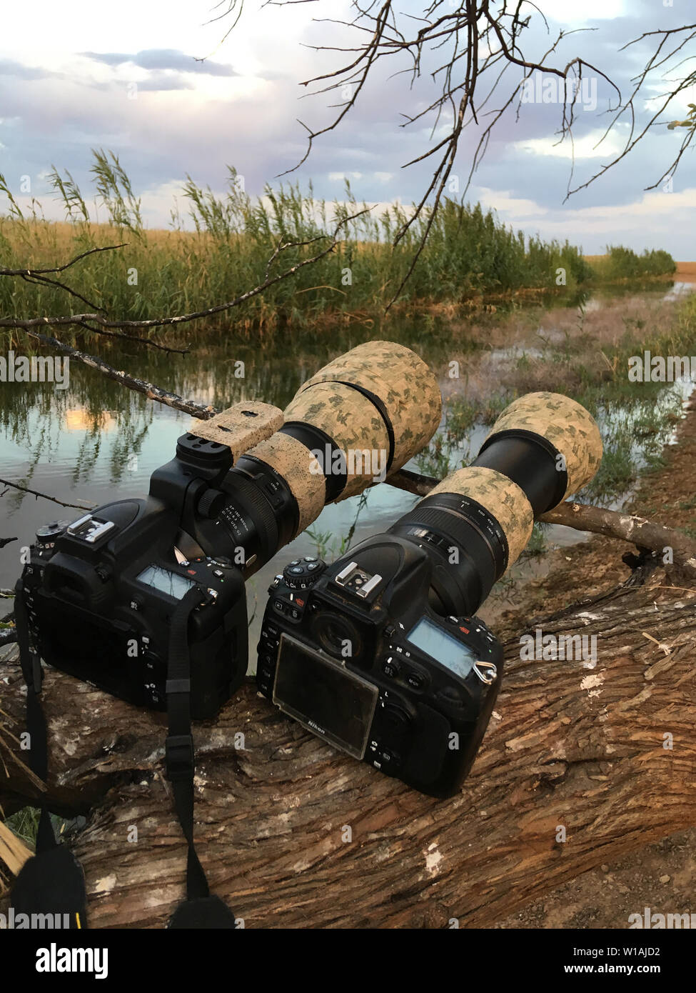 Camera Nikon D800 and Nikon D750, lens Tamron 150-600 g1 and g2 in Kalmykia  Камера Никон Д750 и Д800 и объектив Тамрон 150-600 на съёмке дикой природы  Stock Photo - Alamy