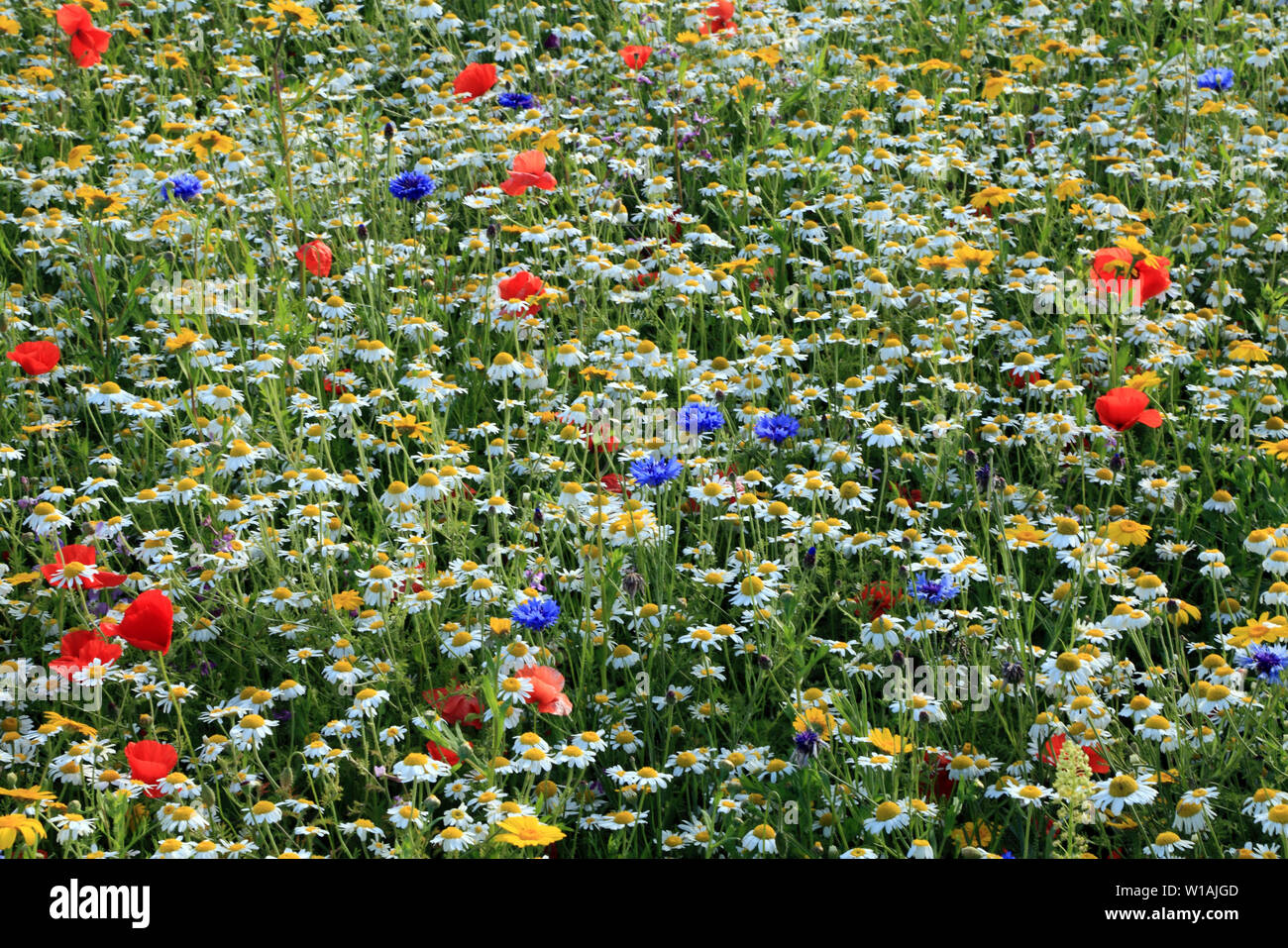Wildflowers garden hi-res stock photography and images - Alamy