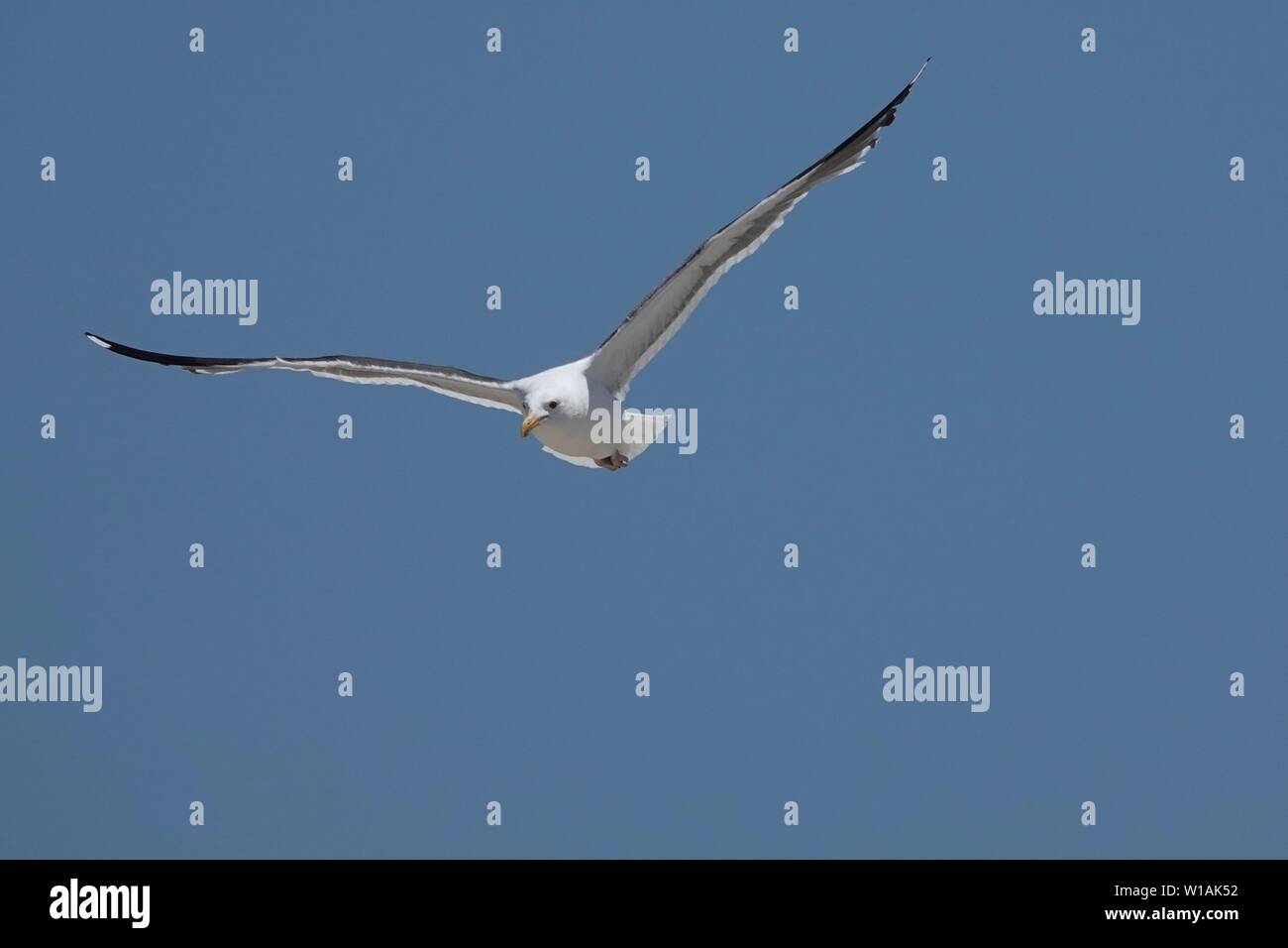 A white seagull in flight against a blue sky Stock Photo - Alamy