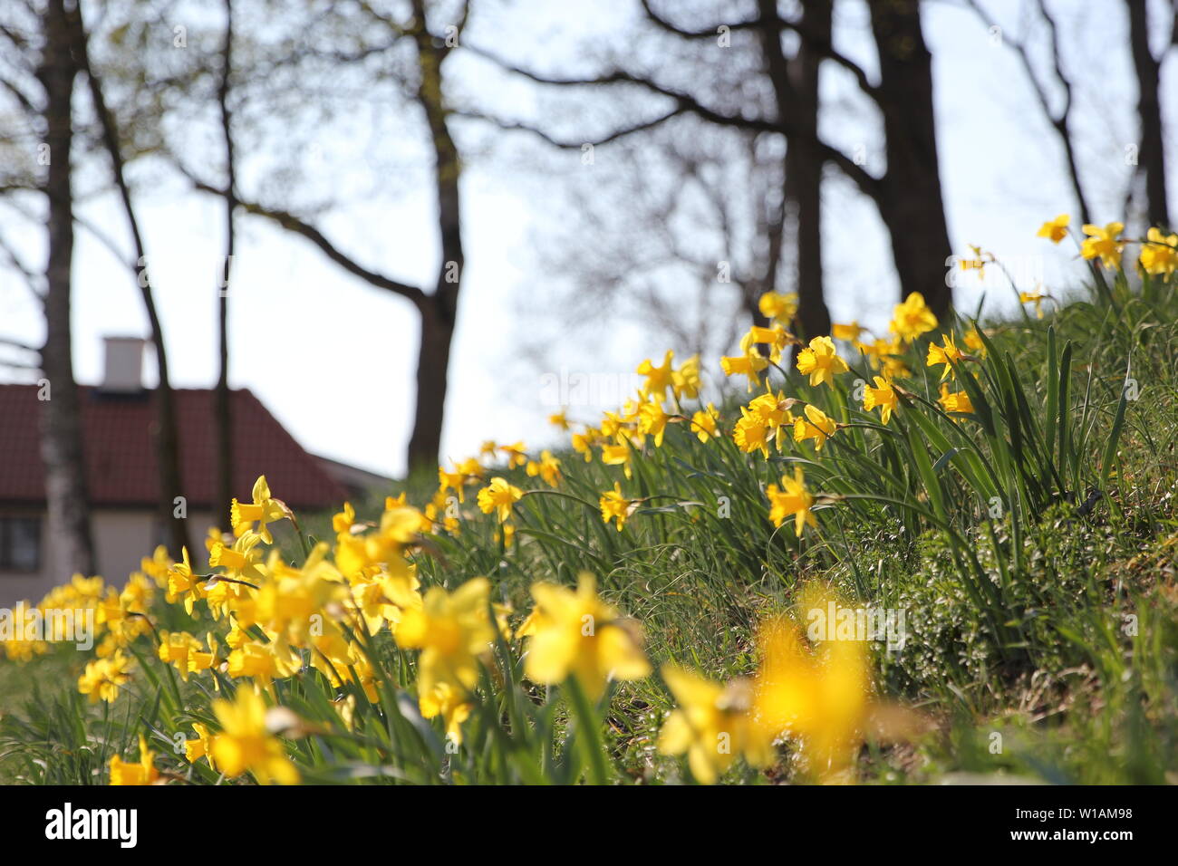 Yellow springtime daffodils bloom on the side of a hill in the town of Sigtuna, Sweden. Stock Photo