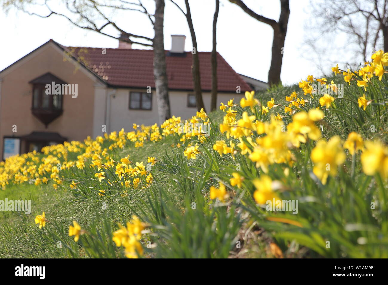 Yellow springtime daffodils bloom on the side of a hill in the town of Sigtuna, Sweden. Stock Photo