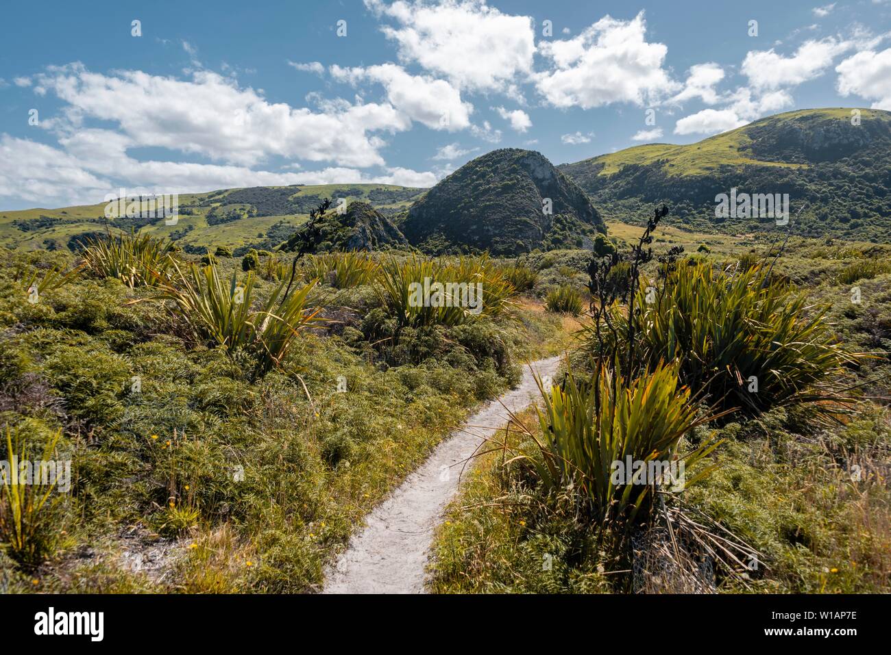 Hiking trail through rolling hills to Wickliffe Bay, Otago Peninsula, Dunedin, New Zealand Stock