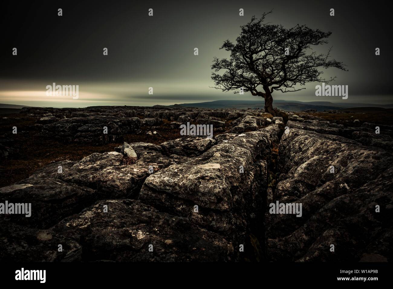Bald tree on rocky ground with dark cloudy sky, Settle, Yorkshire Dales National Park, Midlands, United Kingdom Stock Photo