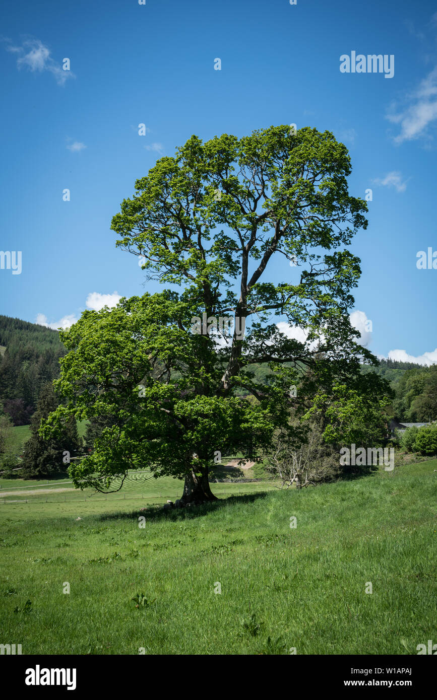 Scenic image from the area around Grizedale Forest, Lake District, Cumbria, UK. Stock Photo