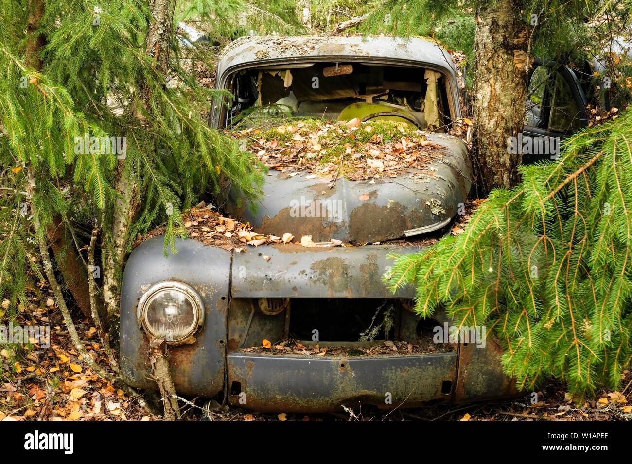 Oldtimer, scrap car between trees, car scrap yard, Bastnas, Varmland, Sweden Stock Photo