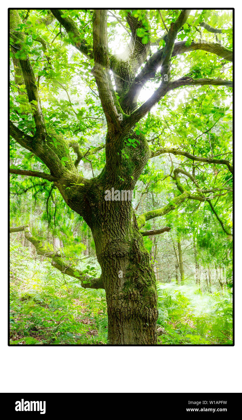Oak tree in Daresbury Firs against the light with leaves blowing in the wind Stock Photo