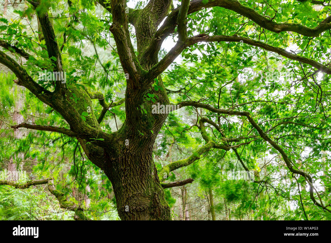 Oak tree in Daresbury Firs against the light with leaves blowing in the wind Stock Photo
