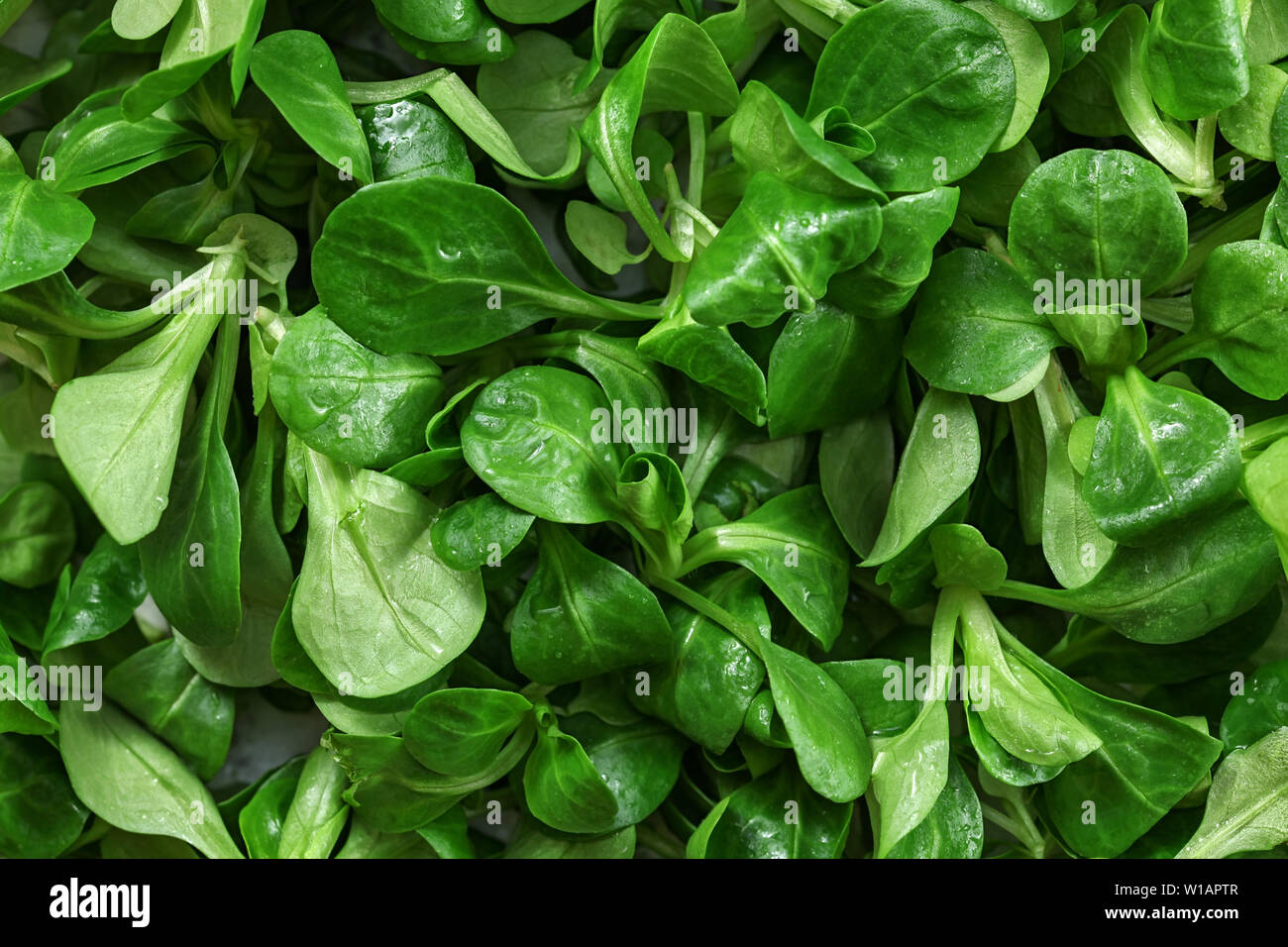 Closeup of common cornsalad ( Valerianella locusta ) wet from water,  healthy green leaves food background. Stock Photo
