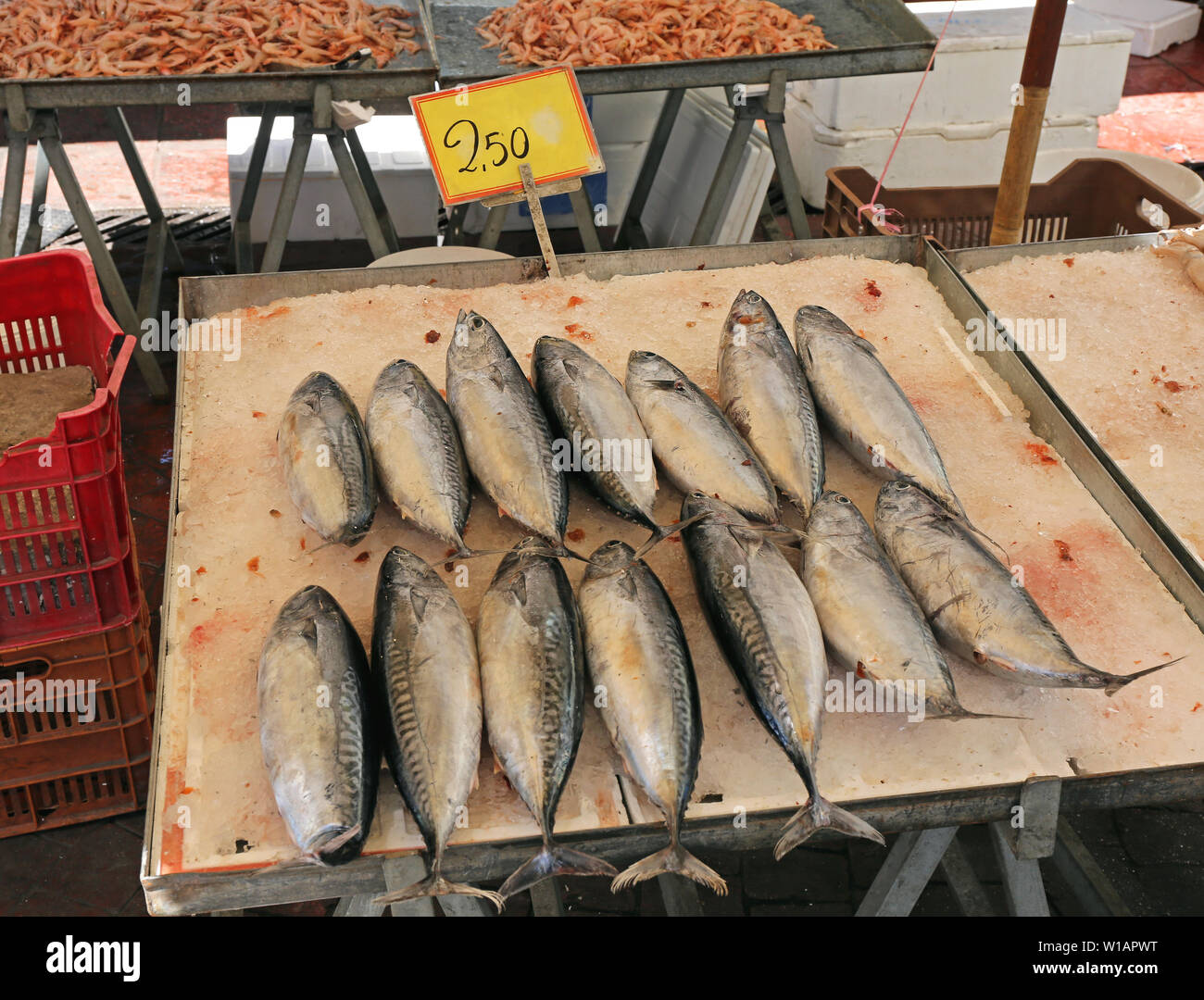 Small Tuna Fish Atlatic Bonito Sarda Variety Stock Photo