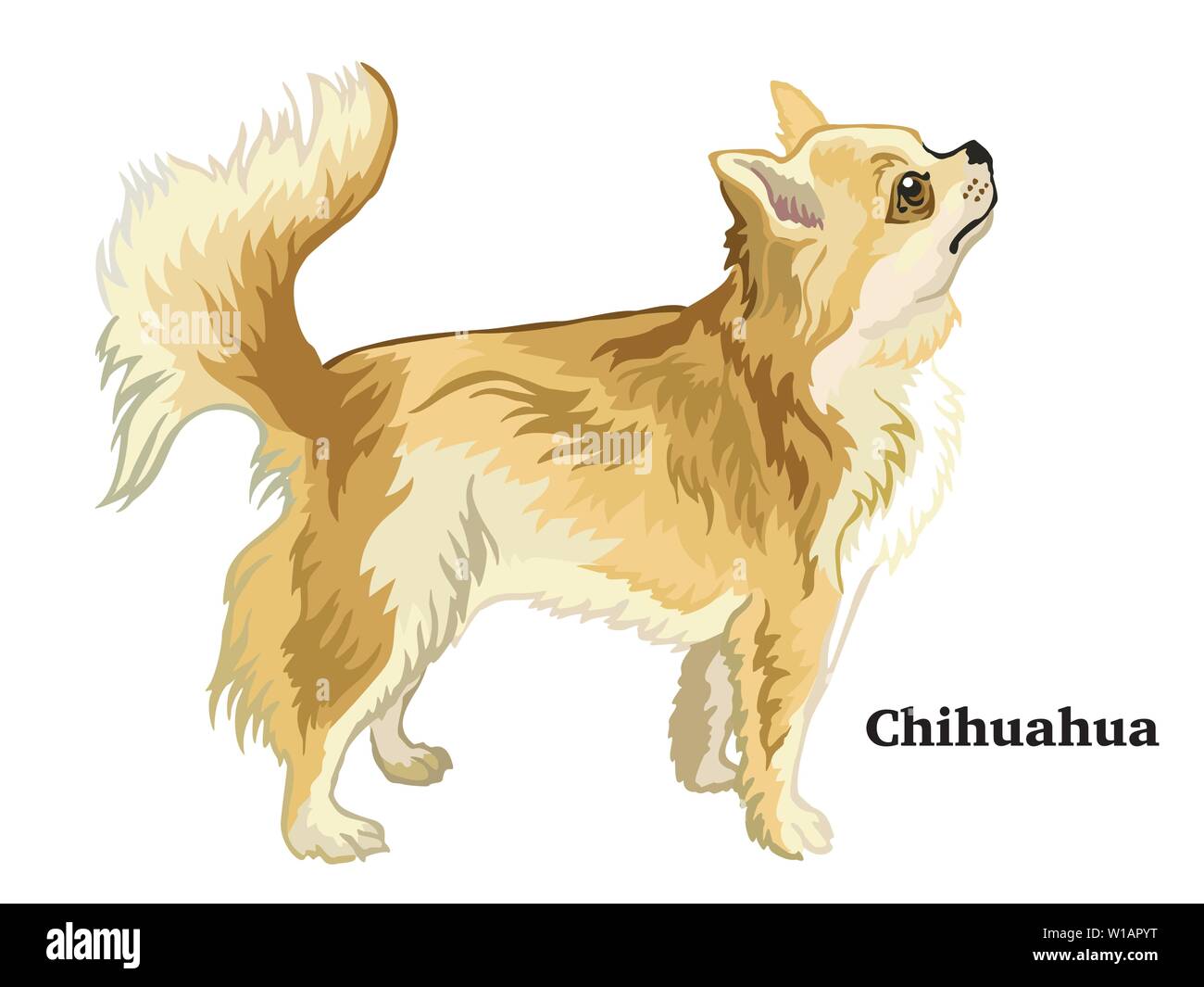 Longhaired Chihuahua Stock Photos Longhaired Chihuahua Stock