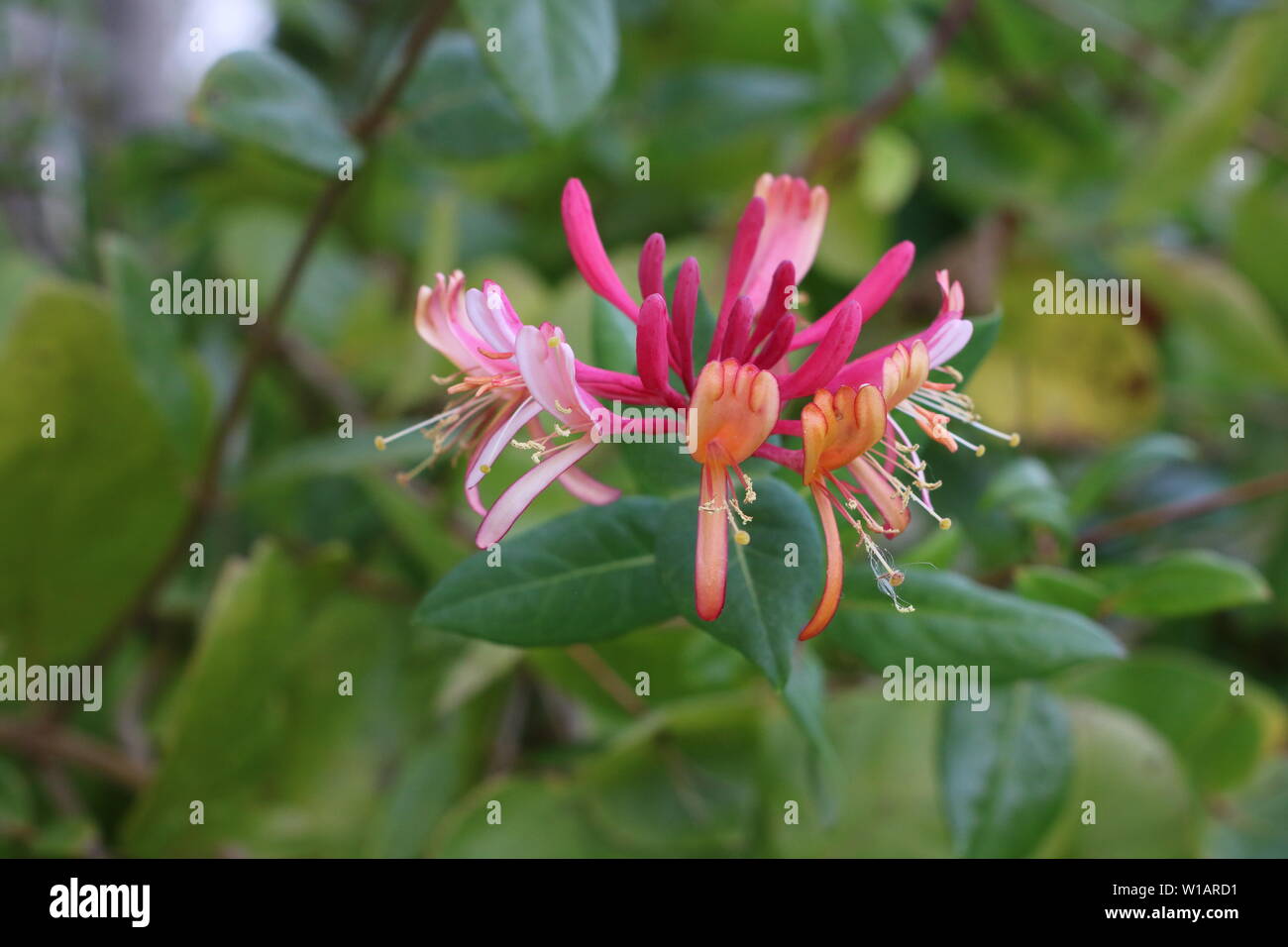 Goldflame / Pink Lemonade Honeysuckle Flower Stock Photo Alamy